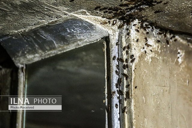 زندگی کارگر، دانشجو و معلمِ بازنشسته با معتاد و سارق زیر یک سقف/«فقر و بی‌پولی» نقطه اشتراک ساکنان خانه‌های مجردی