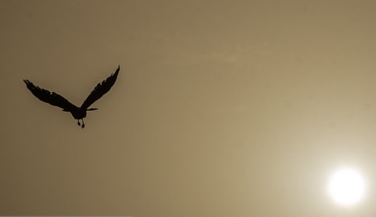 آلودگی هوا پرندگان را از شهر فراری می‌دهد