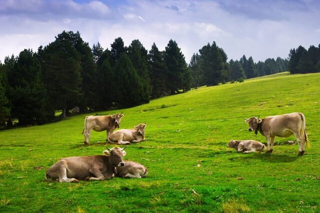 گاوها در مورد غذا و آب و هوا با یکدیگر صحبت می‌کنند