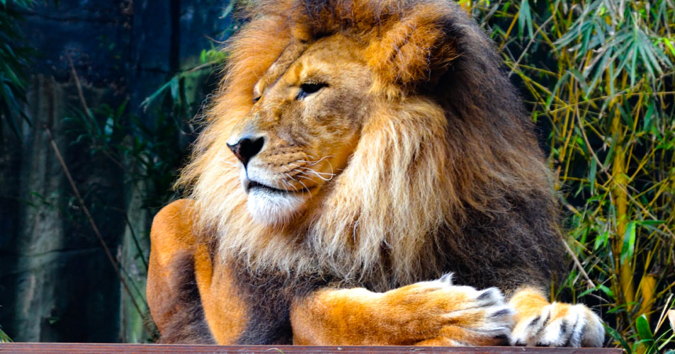 با دوره MBA میلیاردر شدن دیگر رویا نیست