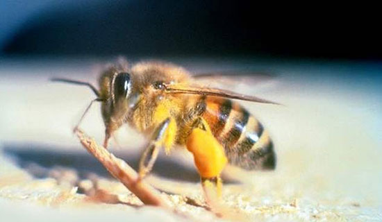 ترسناک‌ترین و خطرناک‌ترین حشرات جهان را بشناسید (+عکس)