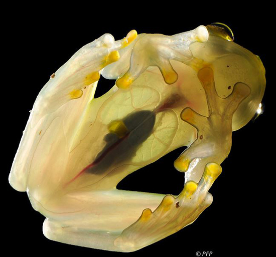 حیوانات شفافی که ثابت می‌کنند این سیاره یک معجزه است (+عکس)