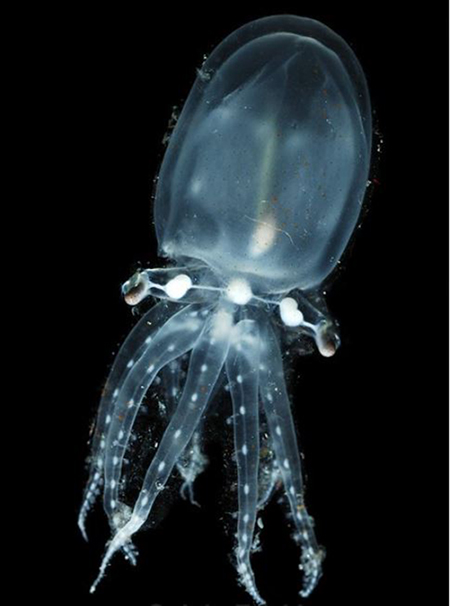 حیوانات شفافی که ثابت می‌کنند این سیاره یک معجزه است (+عکس)