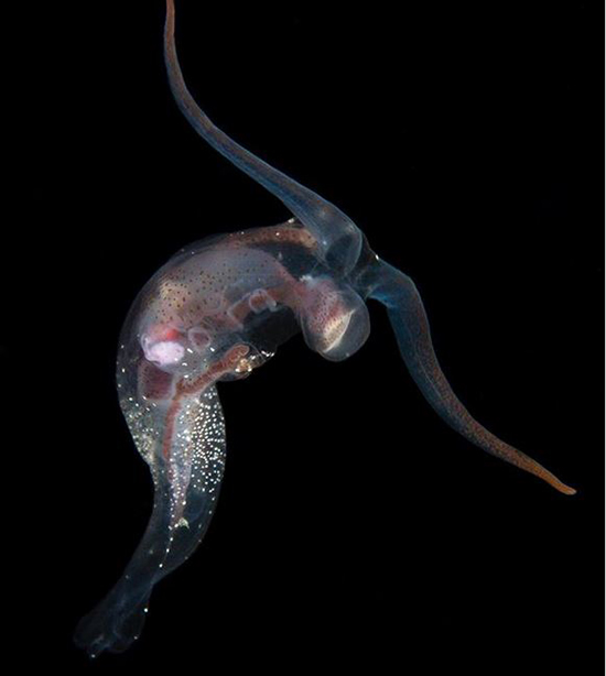 حیوانات شفافی که ثابت می‌کنند این سیاره یک معجزه است (+عکس)