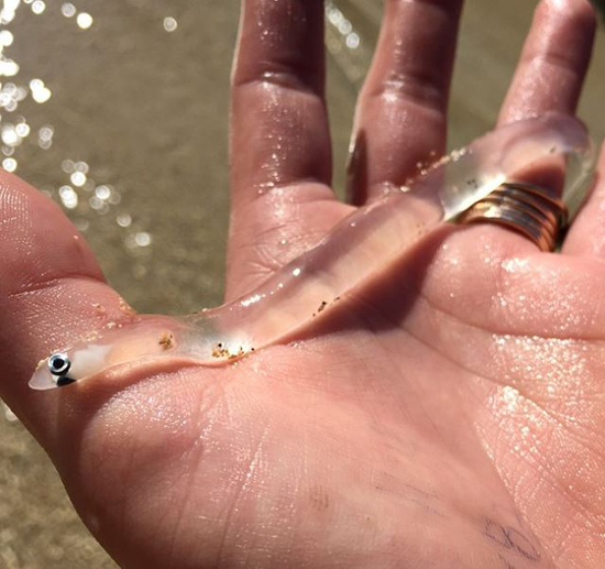 حیوانات شفافی که ثابت می‌کنند این سیاره یک معجزه است (+عکس)