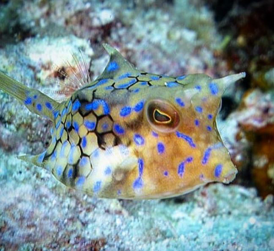 حیوانات شفافی که ثابت می‌کنند این سیاره یک معجزه است (+عکس)