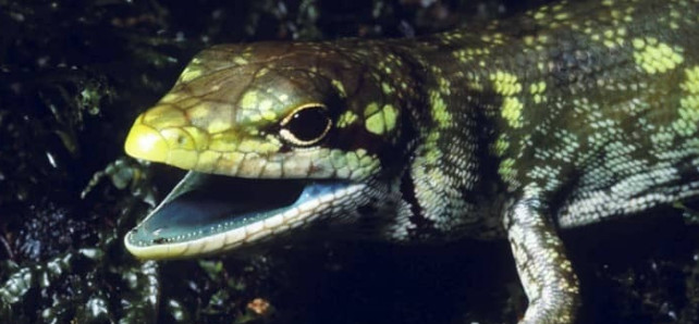 4 موجودی که خونشان قرمز نیست (+عکس)