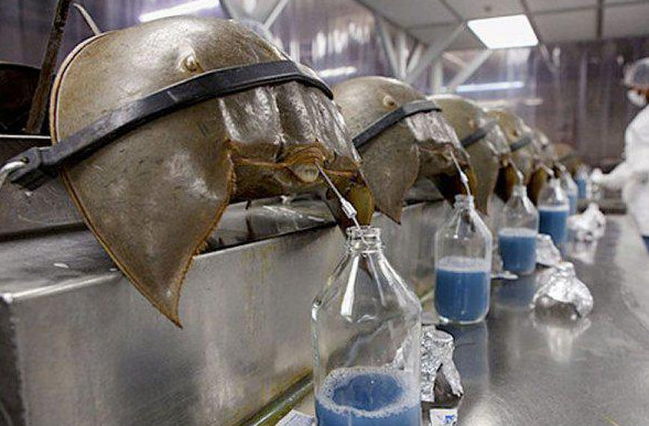 4 موجودی که خونشان قرمز نیست (+عکس)