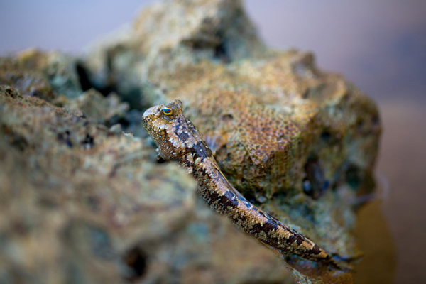 این ماهیها روی خشکی هم زنده میمانند! (+عکس) این ماهیها روی خشکی هم زنده میمانند! (+عکس)