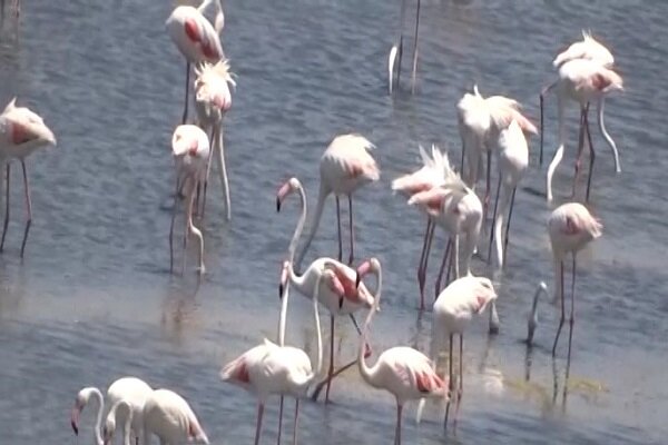 بازگشت فلامینگوها به زیستگاه‌های آبی آذربایجان غربی