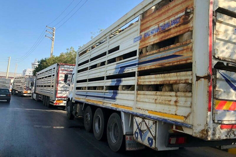 ورود اولین محموله دام زنده از آلمان