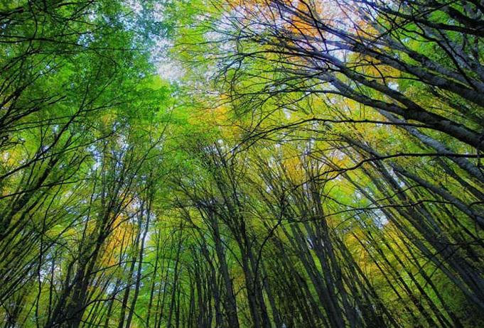 برگزاری جشن ثبت جهانی جنگل‌های هیرکانی ١٨ آذر در مازندران