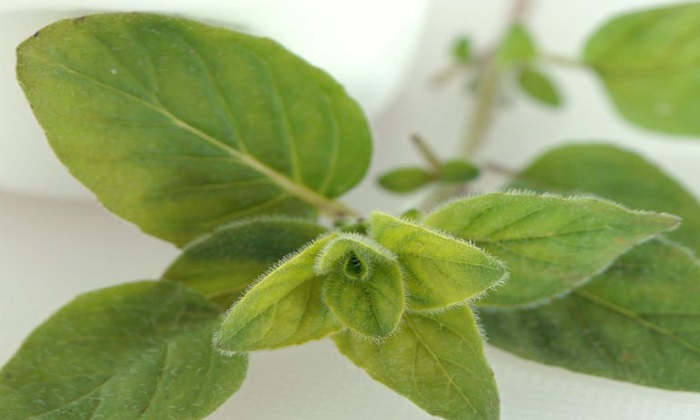 20 درمان طبیعی برای مشکلات سلامت رایج