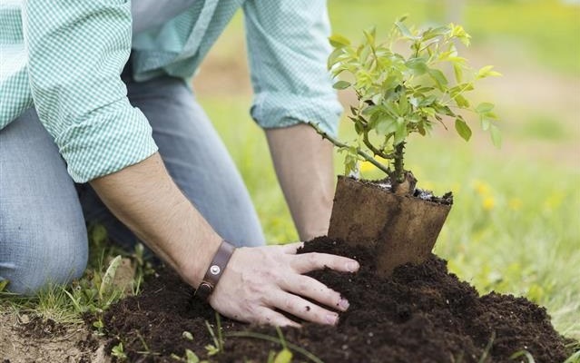 ۱۴میلیون اصله نهال در کشور کاشته می شود