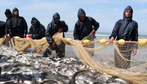 صید تجاری ماهیان خاویاری دریای خزر ممنوع شد