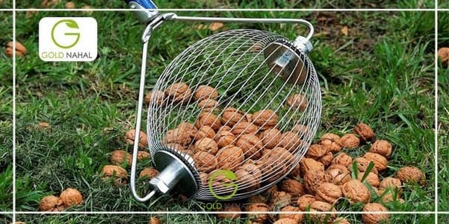 چرا بعد از خرید نهال گردو برخی از نهال ها خشک می شوند؟