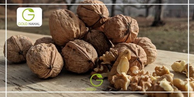 چرا بعد از خرید نهال گردو برخی از نهال ها خشک می شوند؟