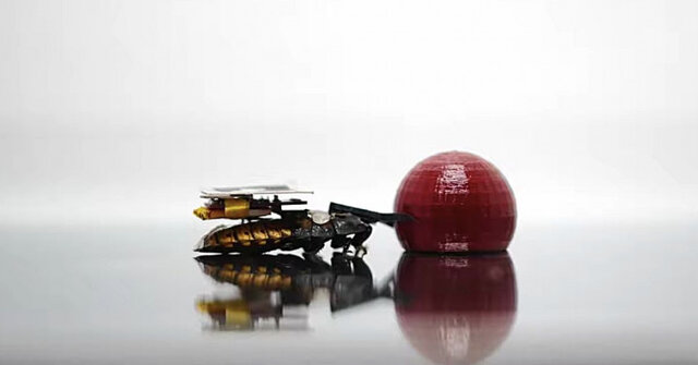 کمک گرفتن در کارهای خانه از سوسکهای رباتیک! سوسکهای رباتیک