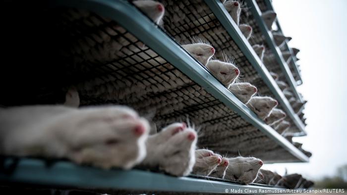 عذرخواهی و استعفای وزیر دانمارک بعد از کشتار راسوها