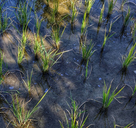 برنج‌های نفتی سرخون چهارمحال‌وبختياري