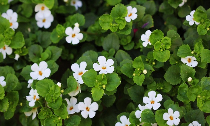 نسخه گیاهی برای کاهش فشار خون