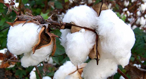 جهان بدون زنبور چگونه است؟