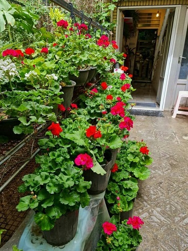 علی دهباشی؛ حیات فرهنگی در حیاط پر شمعدانی