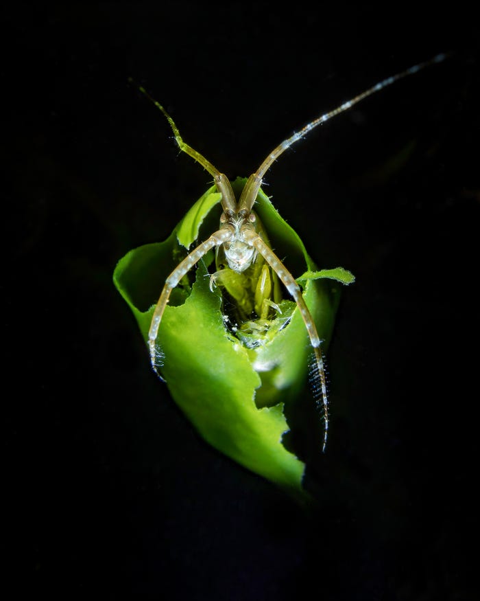 نمایی شگفت انگیز از حیات زیرآبی در مسابقه عکس روز جهانی اقیانوس