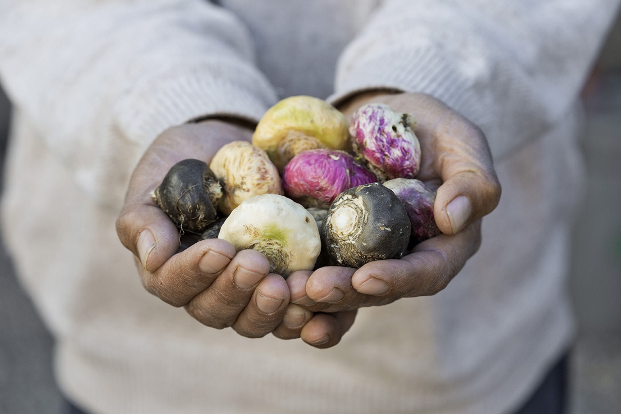 هرآنچه باید در مورد گیاه ماکا بدانیم