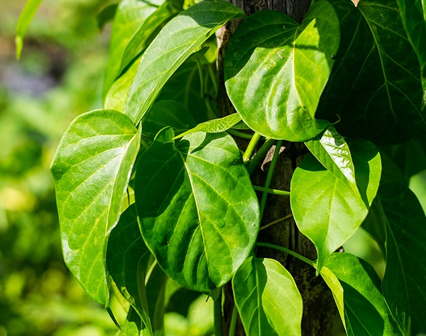 گیمنما گیاهی با خواص دارویی- درمانی خیره کننده