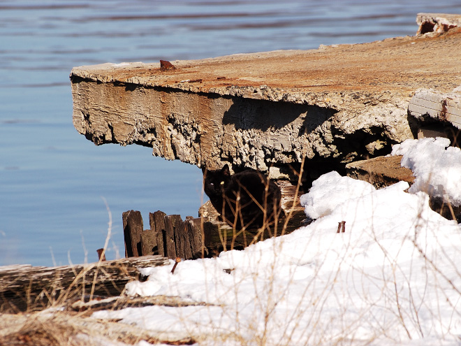 5 تست تصویری  جالب برای تقویت چشم و مغز: گربه ها را پیدا کنید