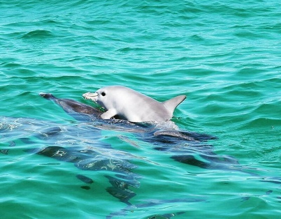 رقص دلفین یکی از زیباترین رقص ها (+فیلم)