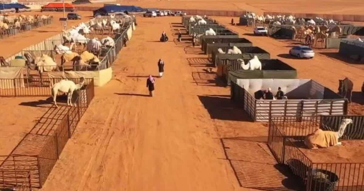 ببینید| هتل شترها در عربستان سعودی/ شبی 100 دلار