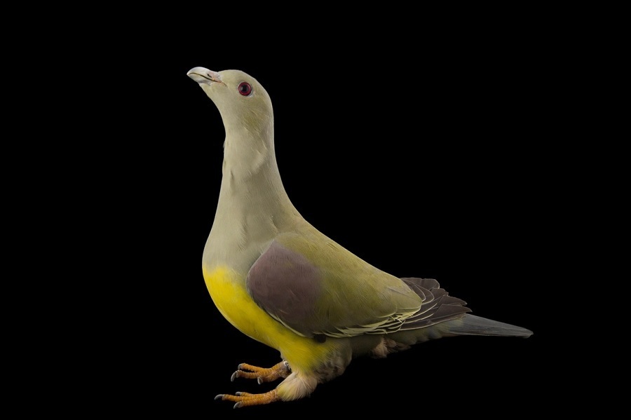 کبوترهای شگفت‌انگیزی که تاکنون ندیده‌اید (+عکس)