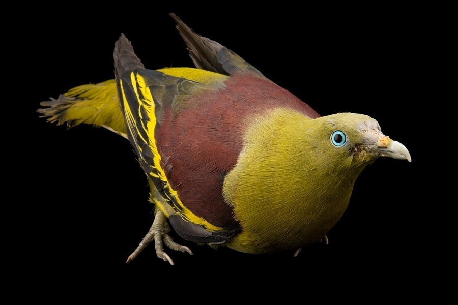 کبوترهای شگفت‌انگیزی که تاکنون ندیده‌اید (+عکس)