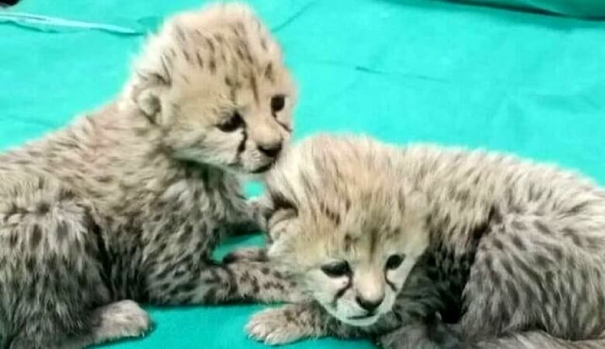 ببینید | تازه‌ترین تصاویر از بازیگوشی آذر و توران، دو توله‌یوز ایرانی