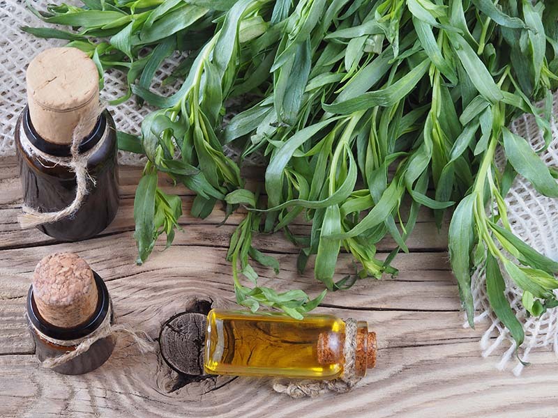 از کاربردهای شگفت انگیز ترخون