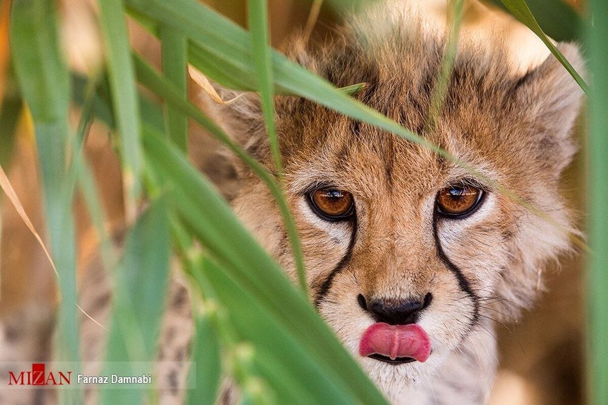 کندنِ پوست‌ پیروز پس از مرگ؟/ سرنوشت یوز محبوب پس از مرگ