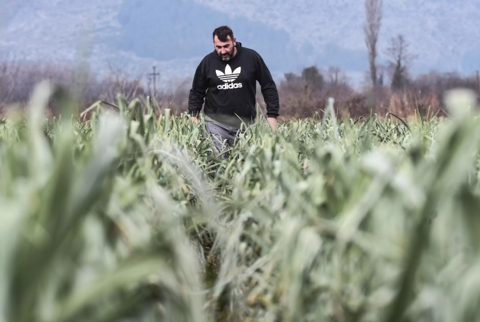 کاور- طبیعت؛ شیوه کشاورزان یونان برای حفظ محصولات کاور- طبیعت؛ شیوه کشاورزان یونان برای حفظ محصولات