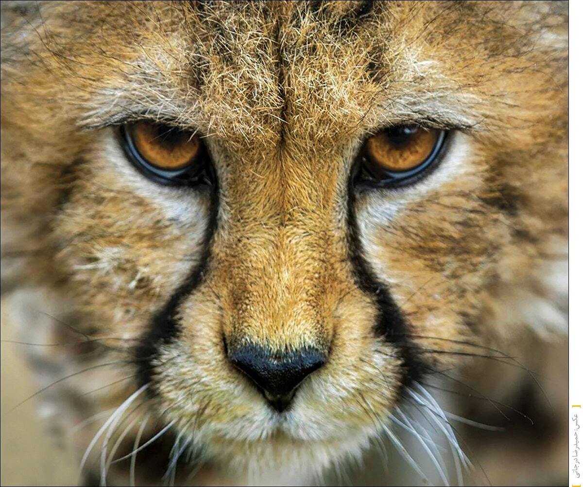 زندگی «پیروز» است زندگی «پیروز» است