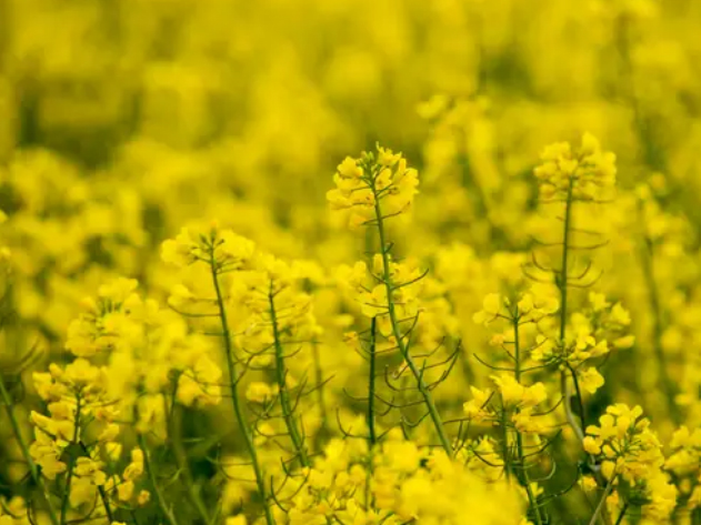 بحران جهانی کمبود عرضه روغن خوراکی/ گرانی روغن در دنیا از هلند تا هند و از آلمان تا انگلیس