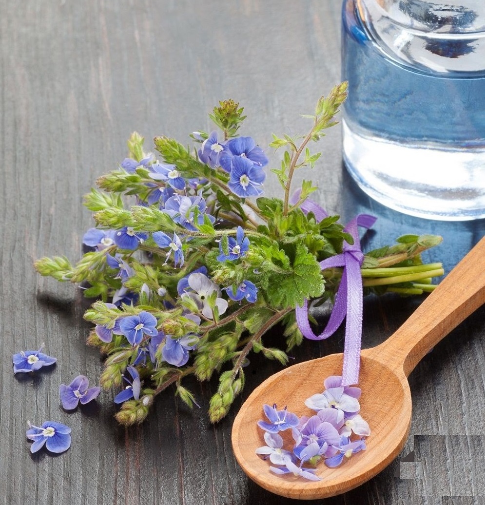 کاسنی؛ از فیبر پری بیوتیک تا حمایت از کاهش وزن کاسنی؛ از فیبر پری بیوتیک تا حمایت از کاهش وزن