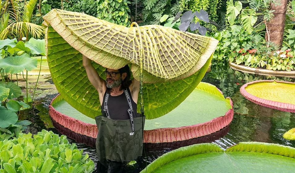 بزرگ ترین نیلوفر آبی جهان با گل هایی به اندازه سر انسان کشف شد (عکس+ ویدیو)