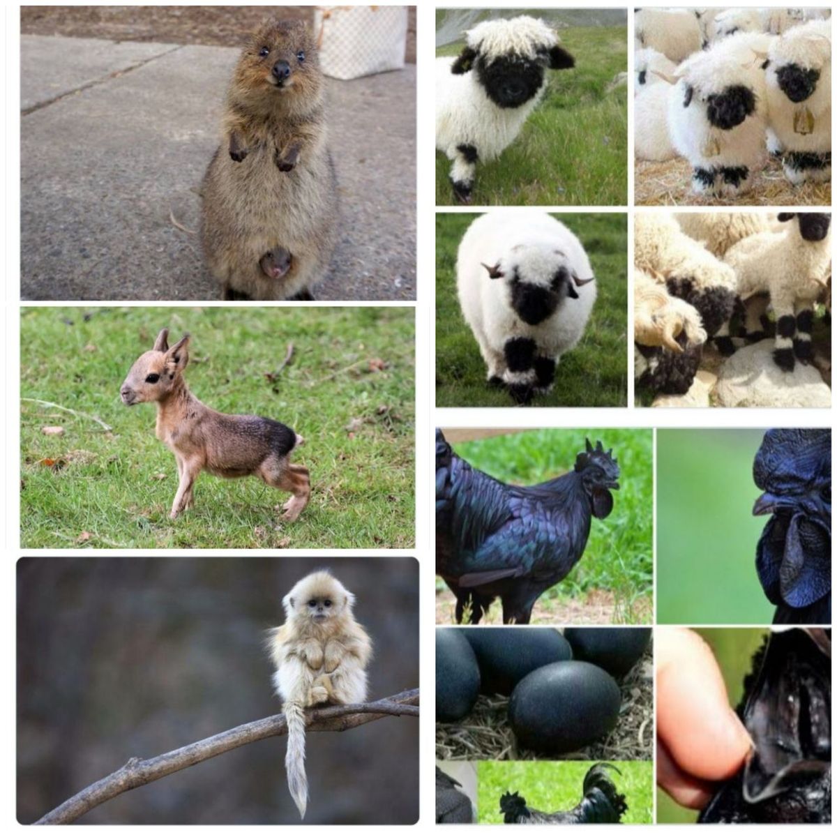 به باغ‌وحش حیوانات عجیب خوش آمدید (عکس)