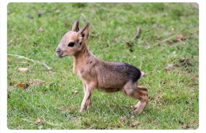 به باغ‌وحش حیوانات عجیب خوش آمدید