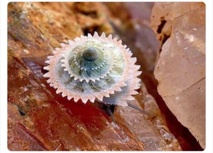 به باغ‌وحش حیوانات عجیب خوش آمدید