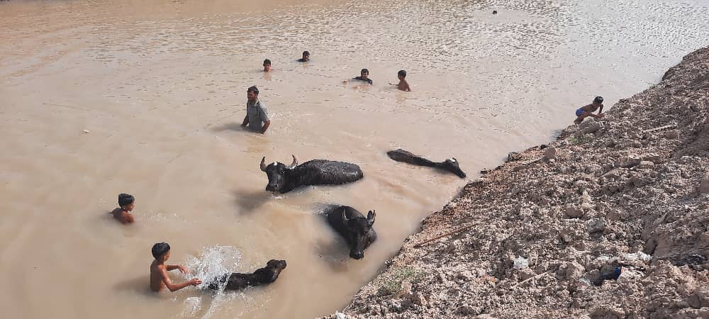 خوزستان؛ نهر عبودی پرآب شد؛ گاومیش ها خوشحال شدند