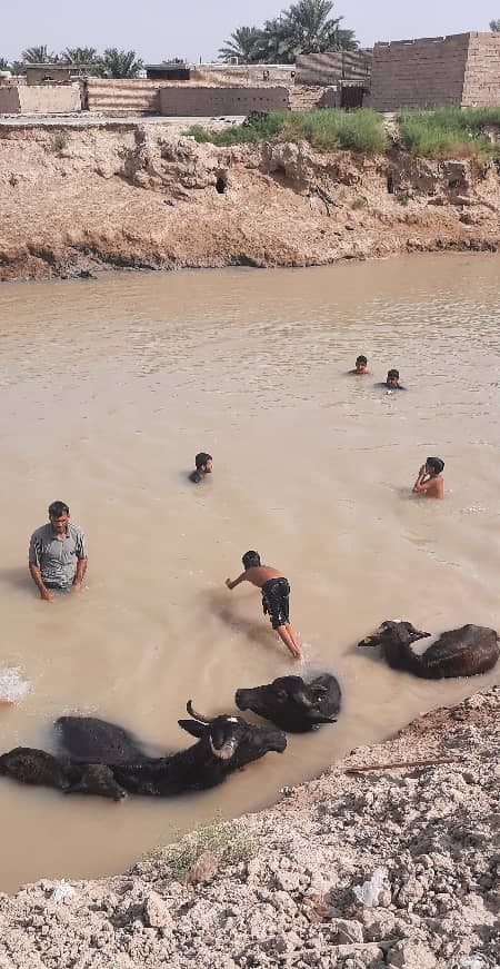 خوزستان؛ نهر عبودی پرآب شد؛ گاومیش ها خوشحال شدند