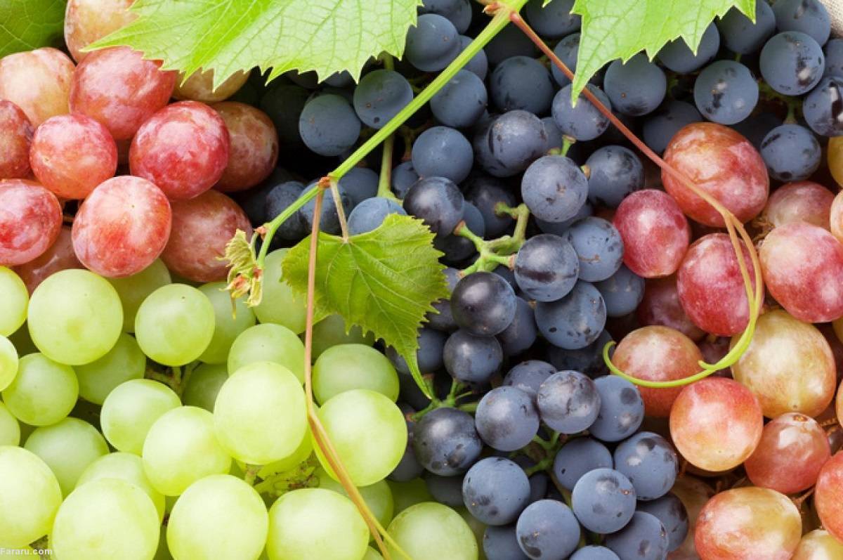 طرز تهیه مربای انگور، یک مربای بدون شکر! طرز تهیه مربای انگور، یک مربای بدون شکر!