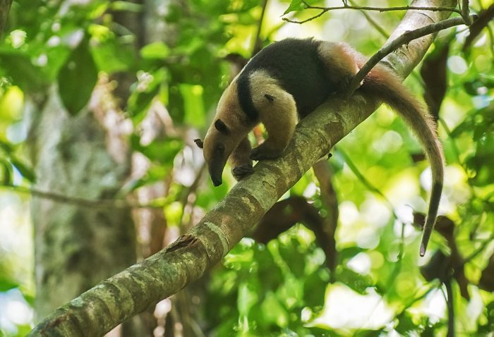 بوی بد این حیوانات کشنده است! (+عکس) بوی بد این حیوانات کشنده است! (+عکس)